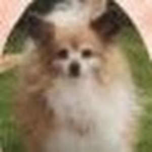 Meet your Posher, Pooh